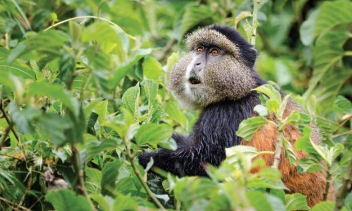 Best Places To See Golden monkeys In East Africa | Maggie in Africa